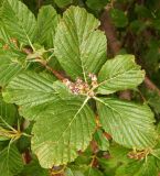 Sorbus aria. Плодоносящий побег. Черногория, нац. Парк Ловчен, гора Језерски врх (1,657 м), возле лестницы, ведущей к мавзолею Петра ll Петровича Негоша. Июля 2018 г.