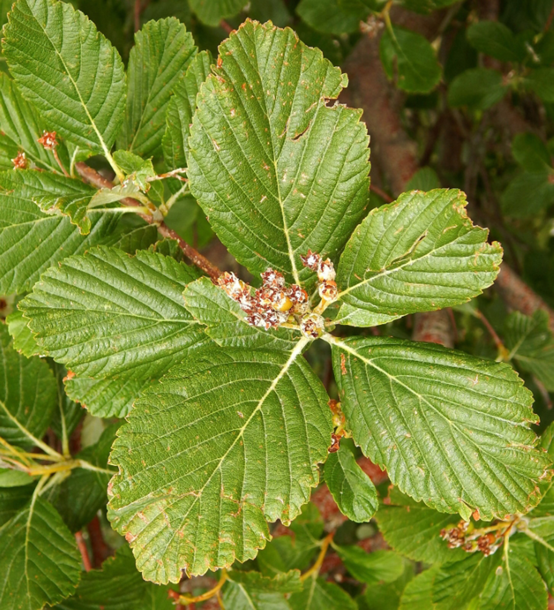 Изображение особи Sorbus aria.