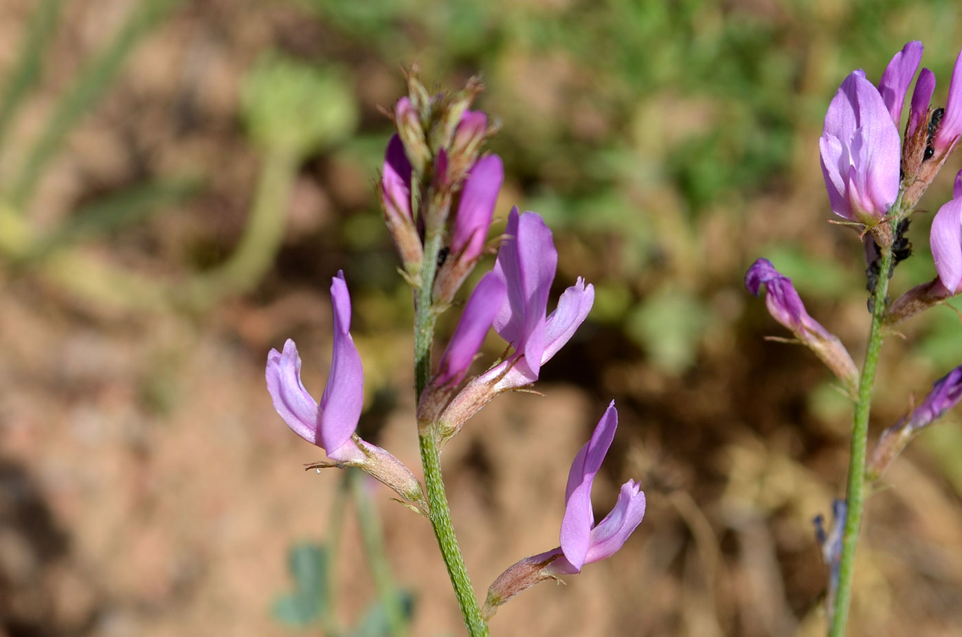 Изображение особи Astragalus managildensis.