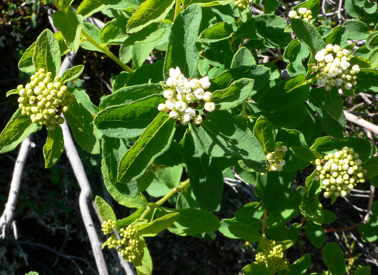 Image of Spiraea beauverdiana specimen.