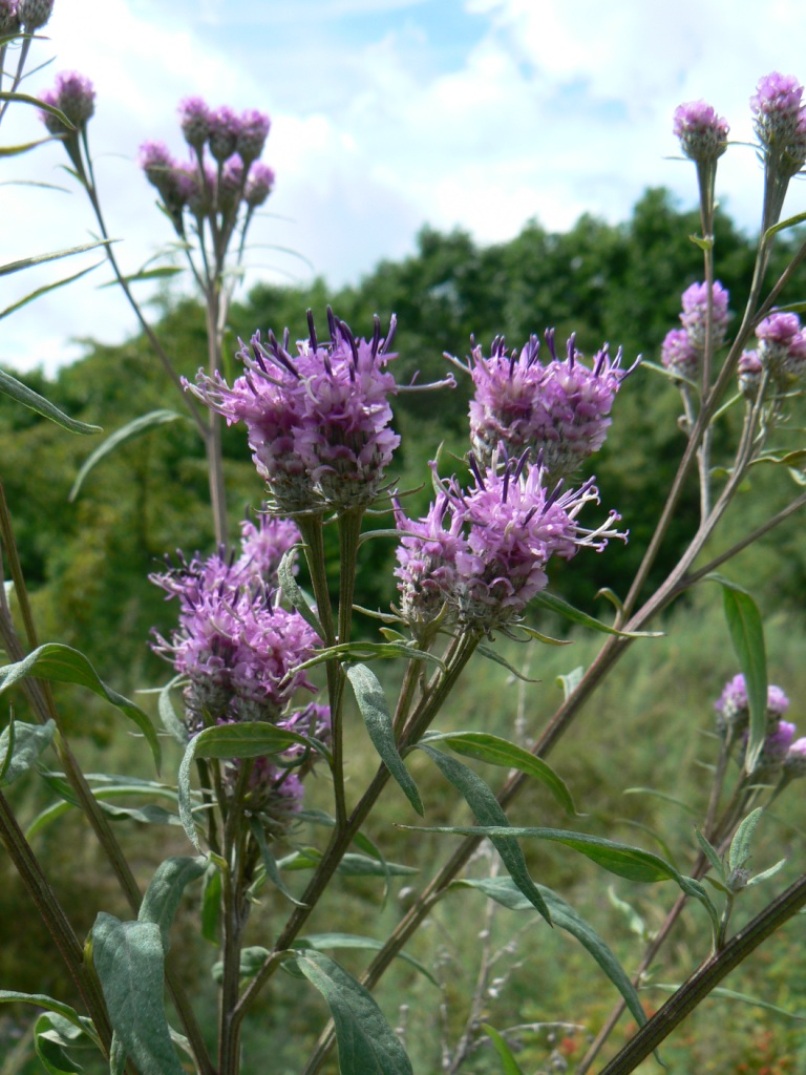Изображение особи Saussurea pulchella.