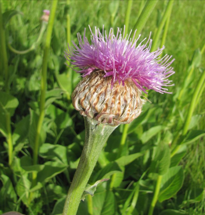 Изображение особи Stemmacantha serratuloides.