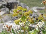 Bupleurum triradiatum. Верхушка цветущего растения. Камчатский край, Елизовский район, природный парк \"Вулканы Камчатки\", каменистый клон, Пиначевский перевал, 1116 м н.у.м., 20.07.2009.года.