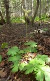 Aconitum umbrosum