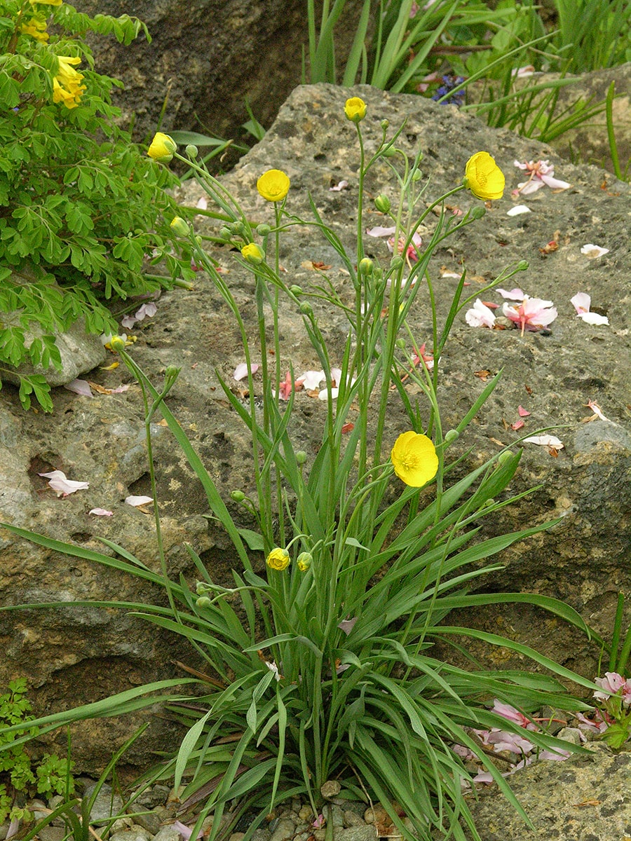 Изображение особи Ranunculus gramineus.