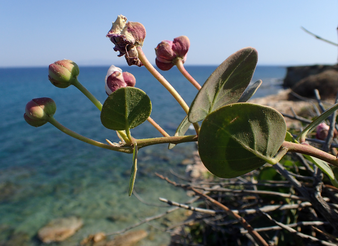 Изображение особи Capparis orientalis.