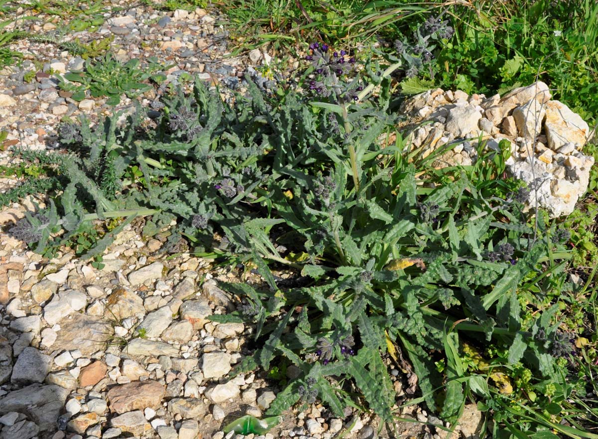 Изображение особи Anchusa hybrida.