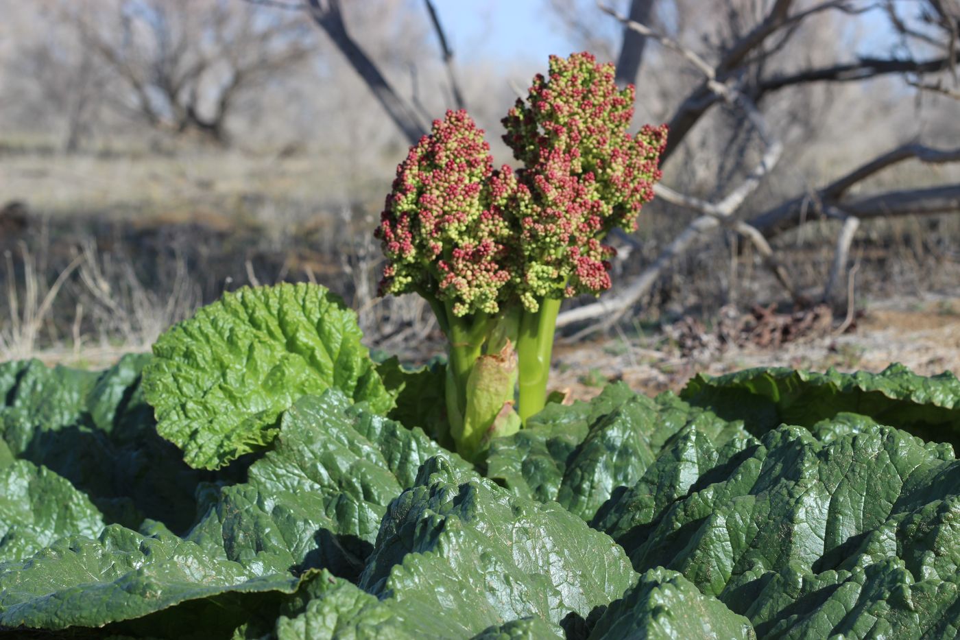 Изображение особи Rheum turkestanicum.