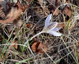 Crocus reticulatus