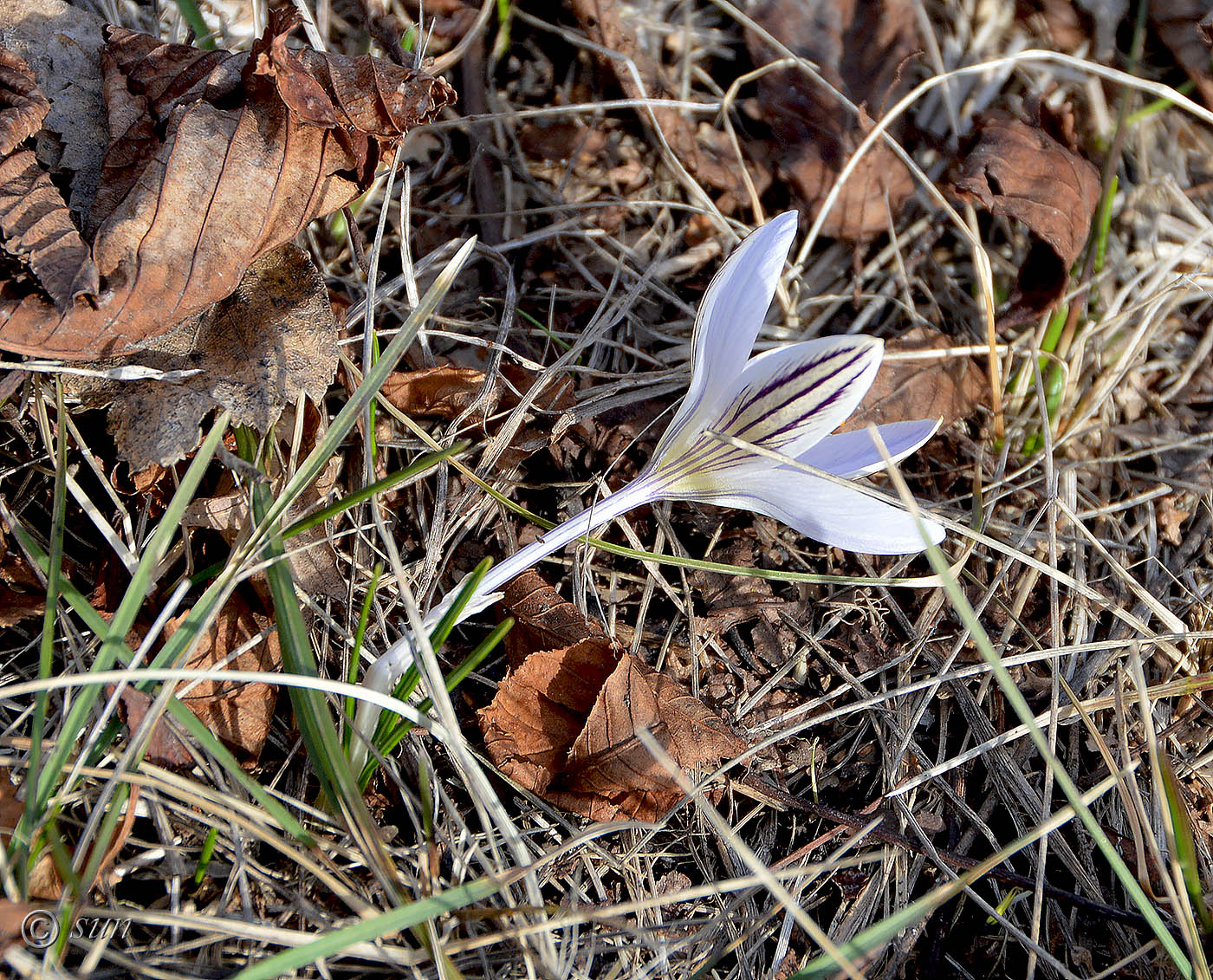 Изображение особи Crocus reticulatus.