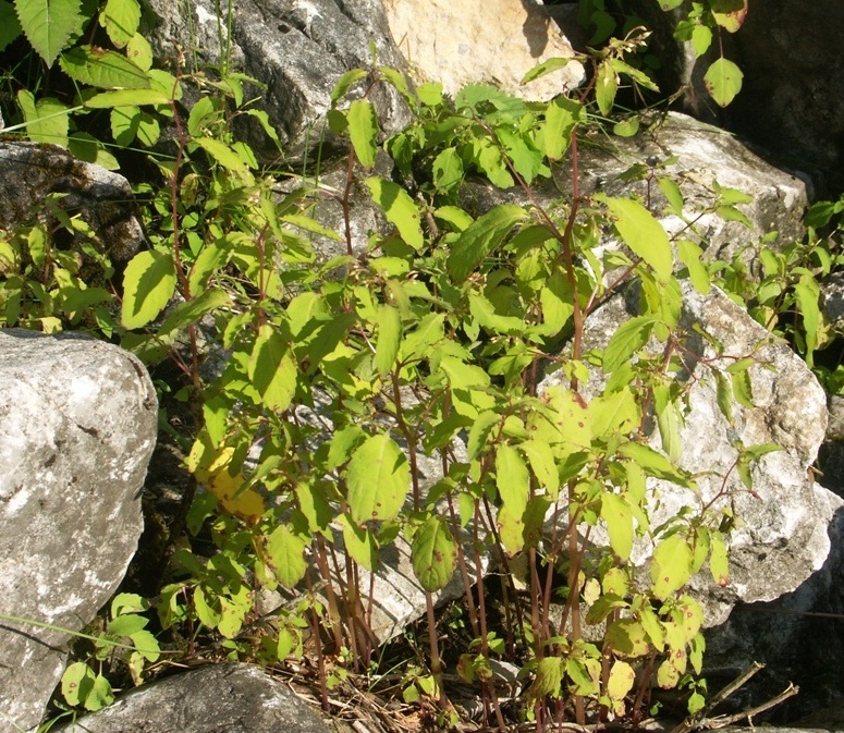 Изображение особи Impatiens uralensis.