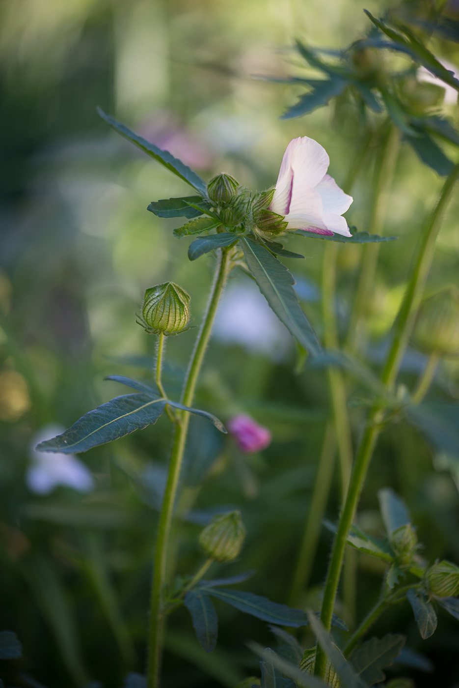 Изображение особи Hibiscus trionum.