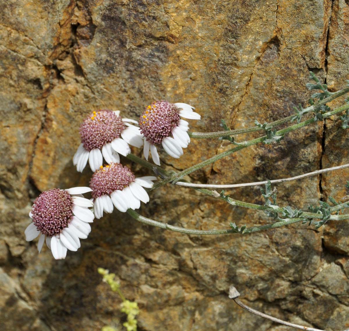 Image of Anthemis tricolor specimen.