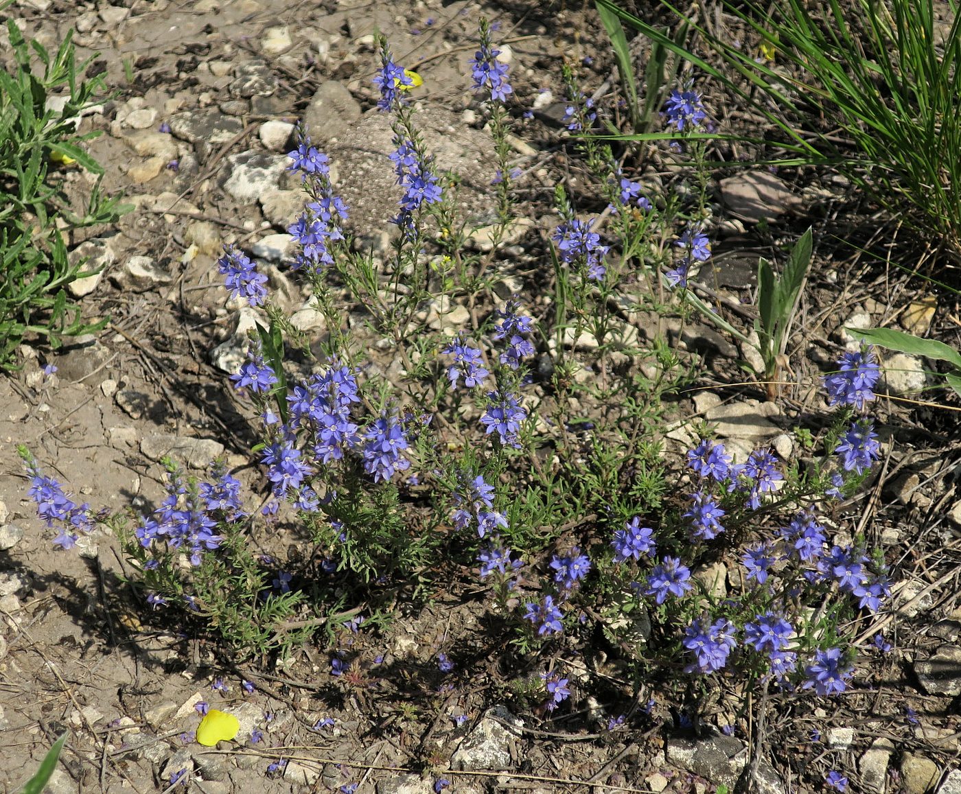 Image of Veronica capsellicarpa specimen.