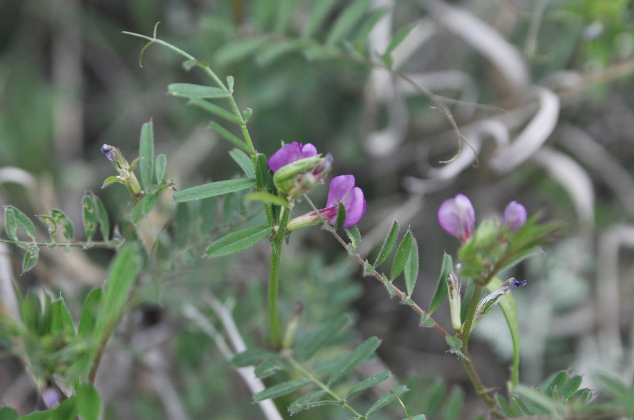 Изображение особи род Vicia.