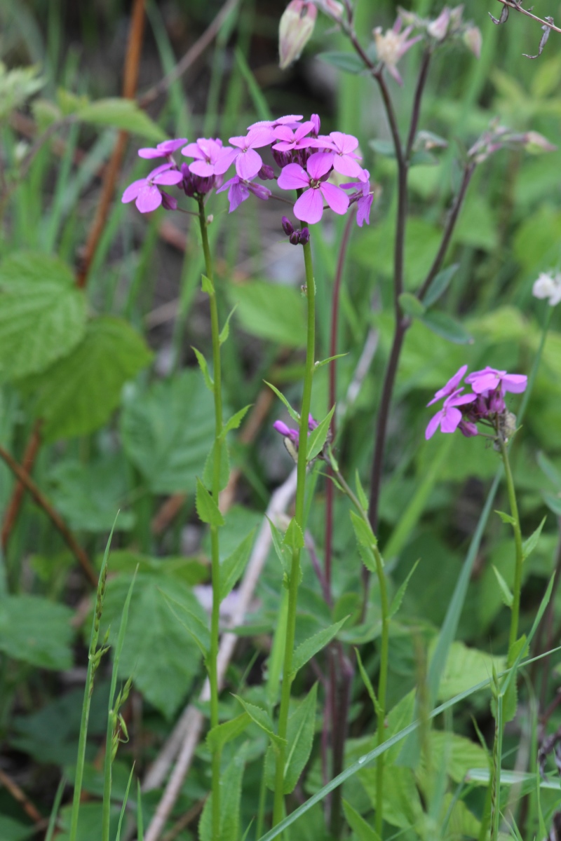 Image of Hesperis matronalis specimen.