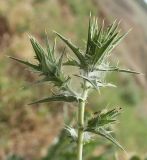 Carthamus lanatus