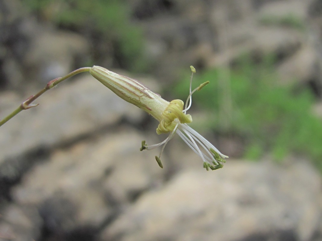 Изображение особи Silene saxatilis.