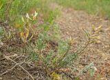 Astragalus neokarelinianus. Цветущее и плодоносящее растение. Челябинская обл., Кизильский р-н, Богдановское сельское поселение, пос. Грязнушинский, долина р. Урал, каменистая закустаренная степь. 13 июня 2019 г.