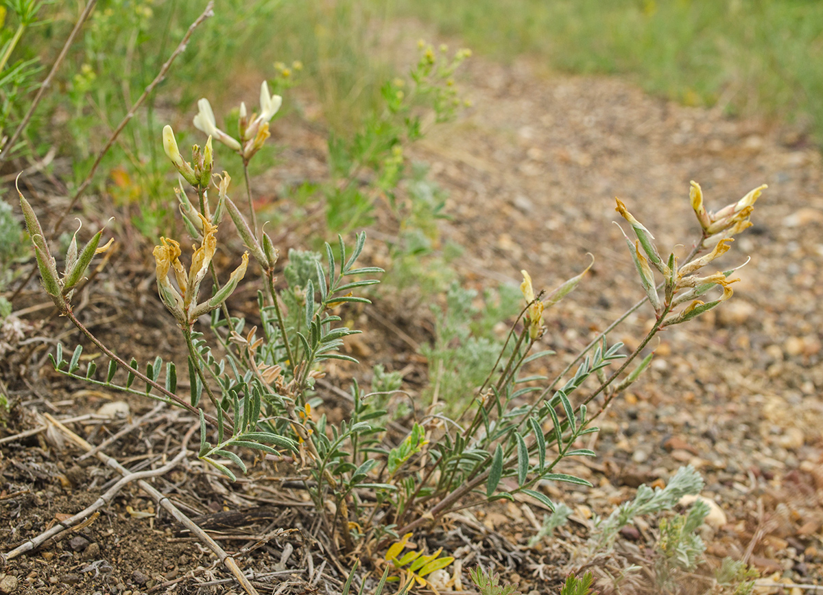 Изображение особи Astragalus neokarelinianus.