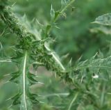 Carduus acanthoides
