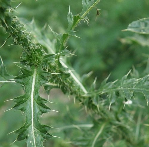 Изображение особи Carduus acanthoides.