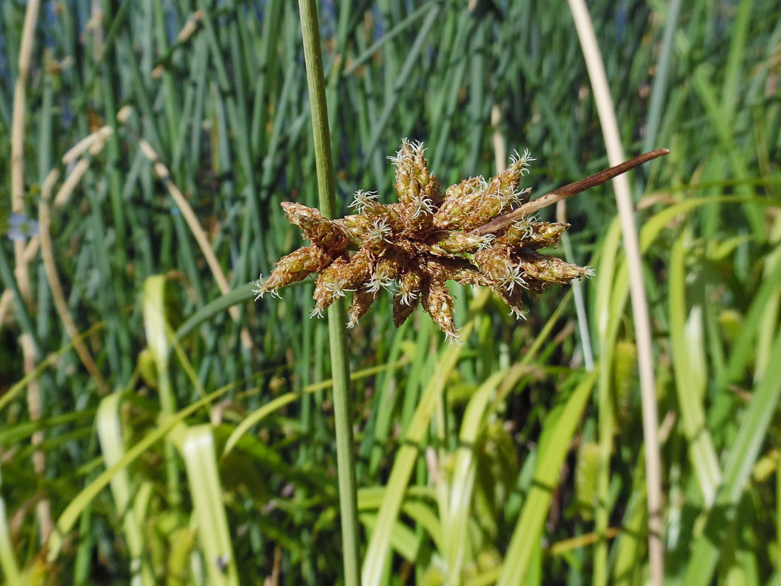 Изображение особи Schoenoplectus lacustris.