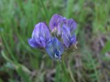 Oxytropis lazica. Соцветие. Кабардино-Балкария, Эльбрусский р-н, окр. с. Былым, ок. 1200 м н.у.м., замшелое место близ скал. 03.07.2019.