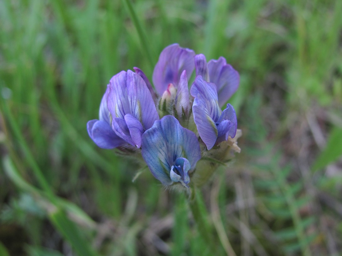 Изображение особи Oxytropis lazica.