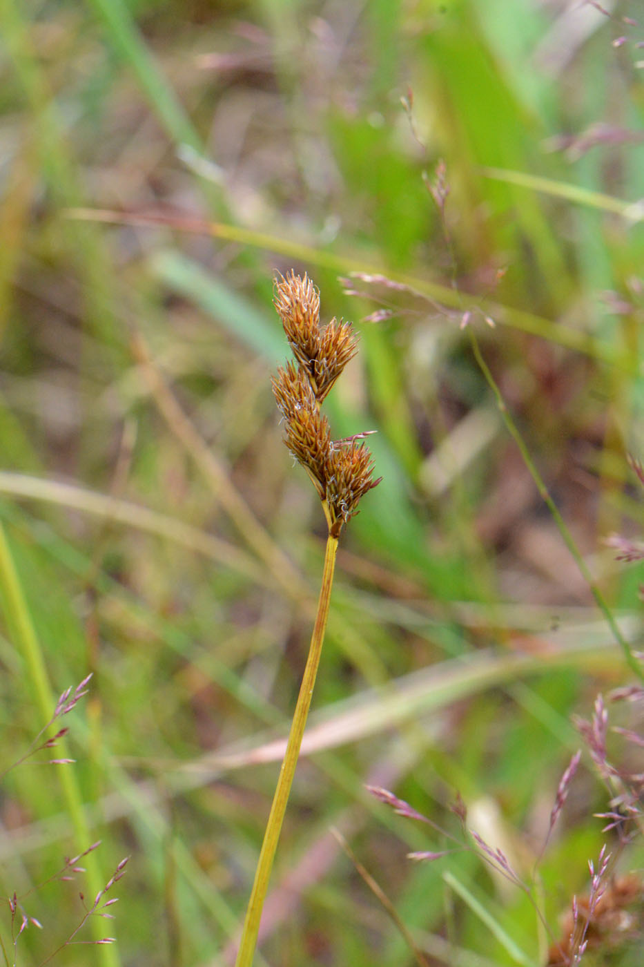 Image of Carex leporina specimen.