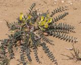 Astragalus longipetalus