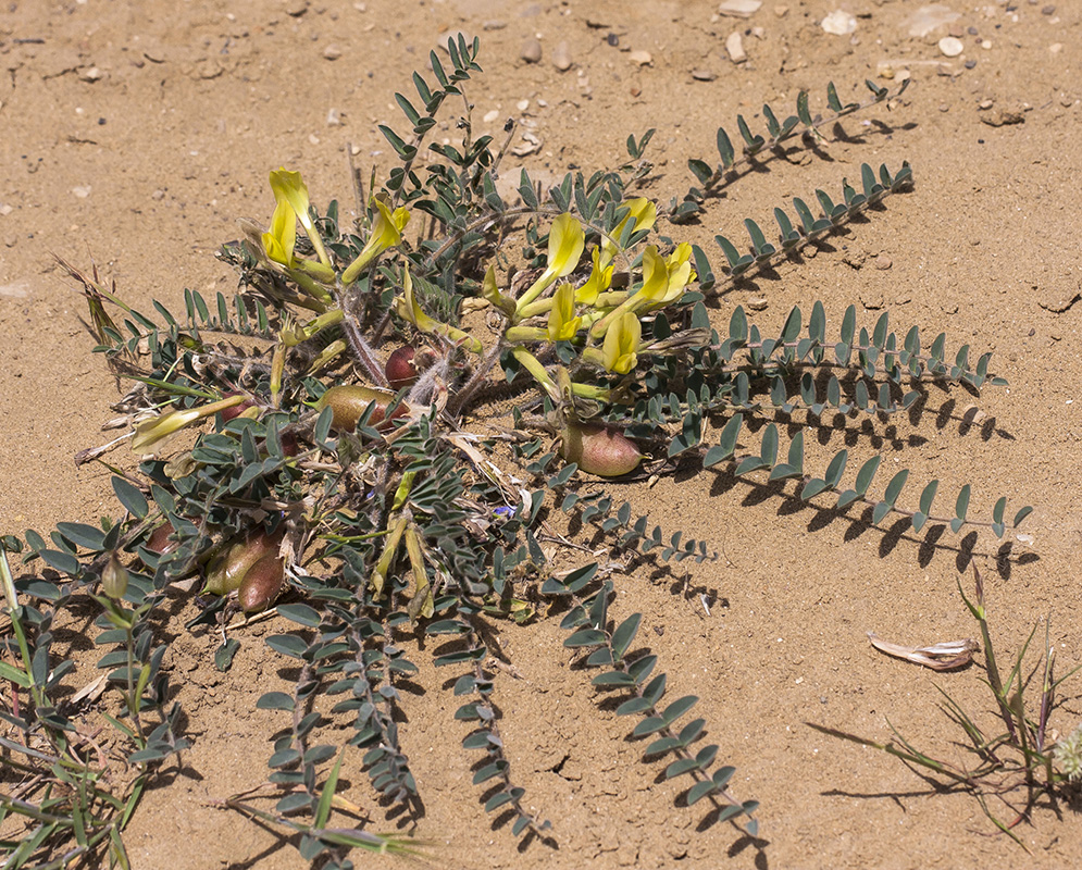 Изображение особи Astragalus longipetalus.