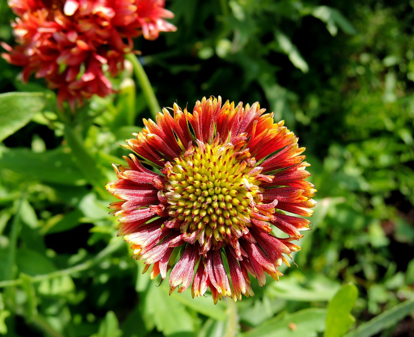 Image of Gaillardia pulchella specimen.