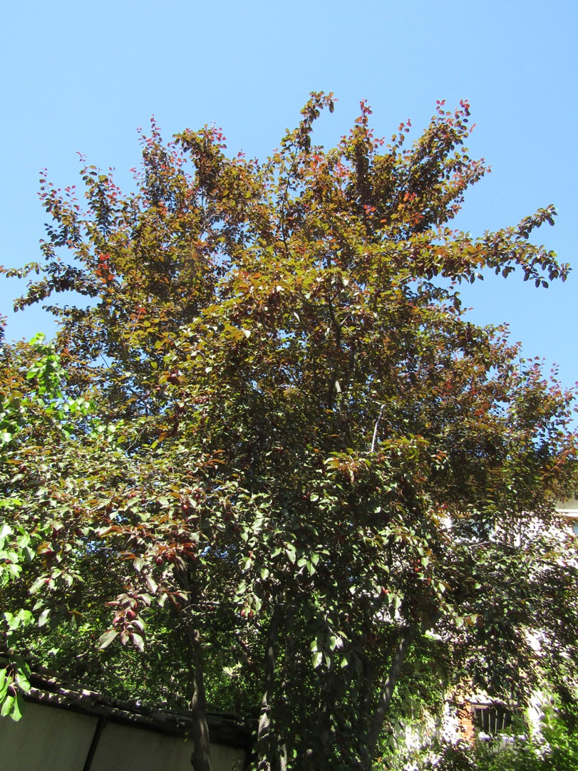 Image of Prunus cerasifera var. pissardii specimen.