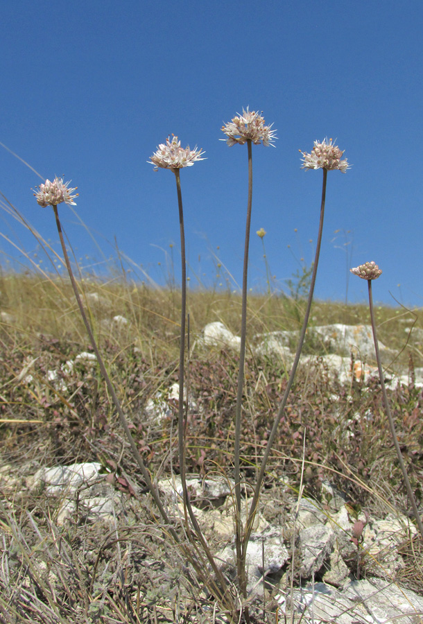 Image of Allium tarkhankuticum specimen.