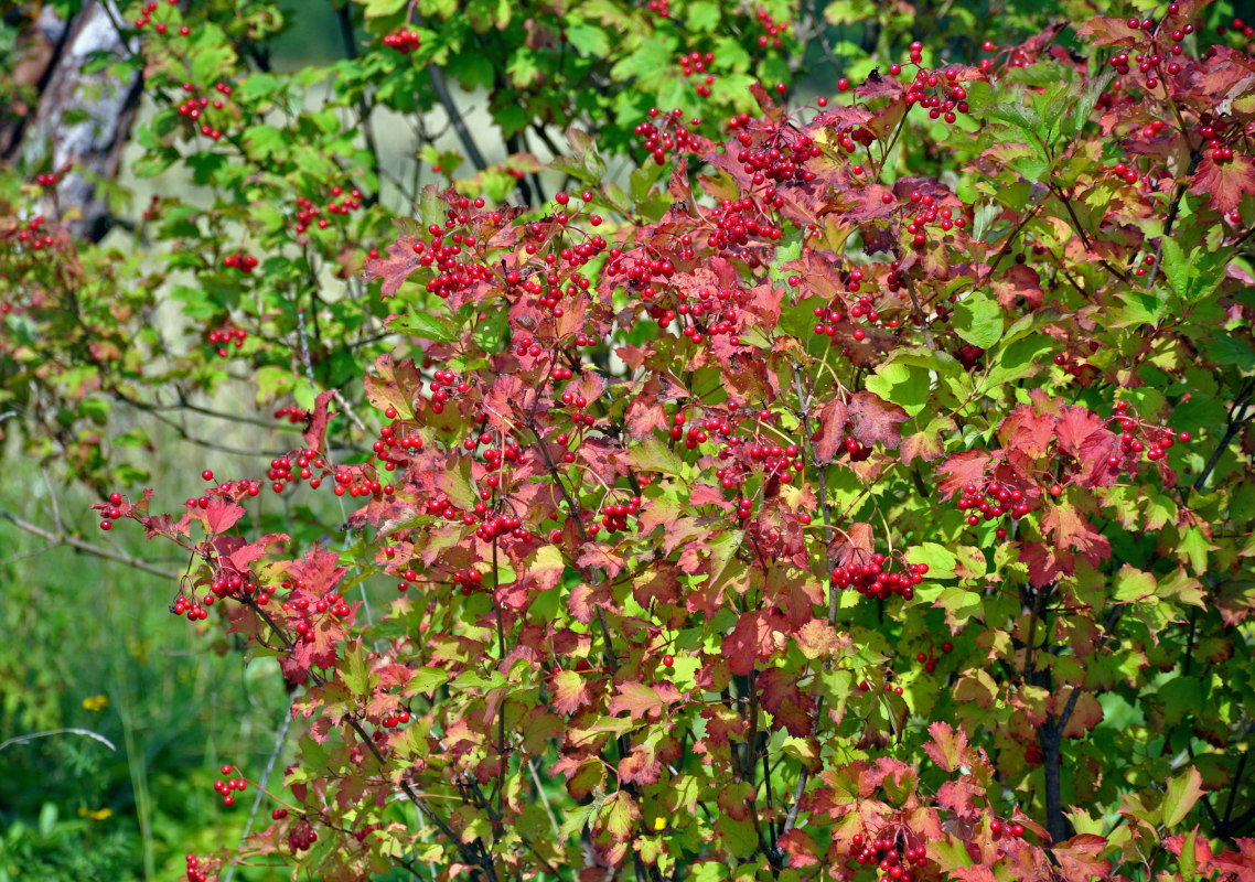 Image of Viburnum opulus specimen.