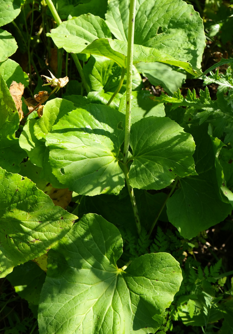 Изображение особи Valeriana alliariifolia.