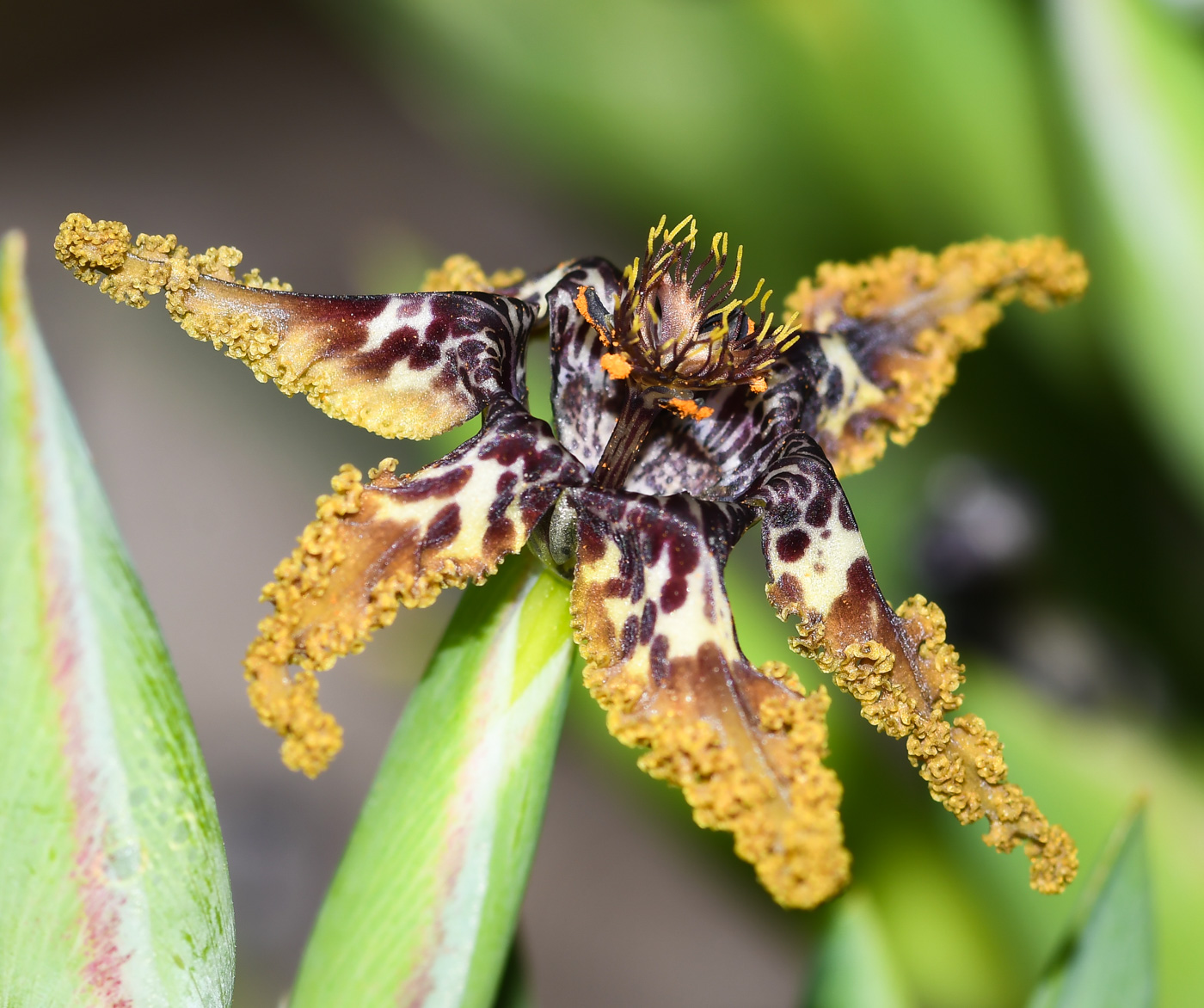 Image of Ferraria crispa specimen.