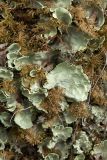 Nephroma arcticum