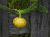 Cucurbita pepo