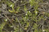 Galium trifidum. Цветущие и плодоносящие побеги. Сахалинская обл., Охинский р-н, окр. г. Оха, побережье Охотского моря, юго-западный берег залива Первая бухта. 24.07.2017.