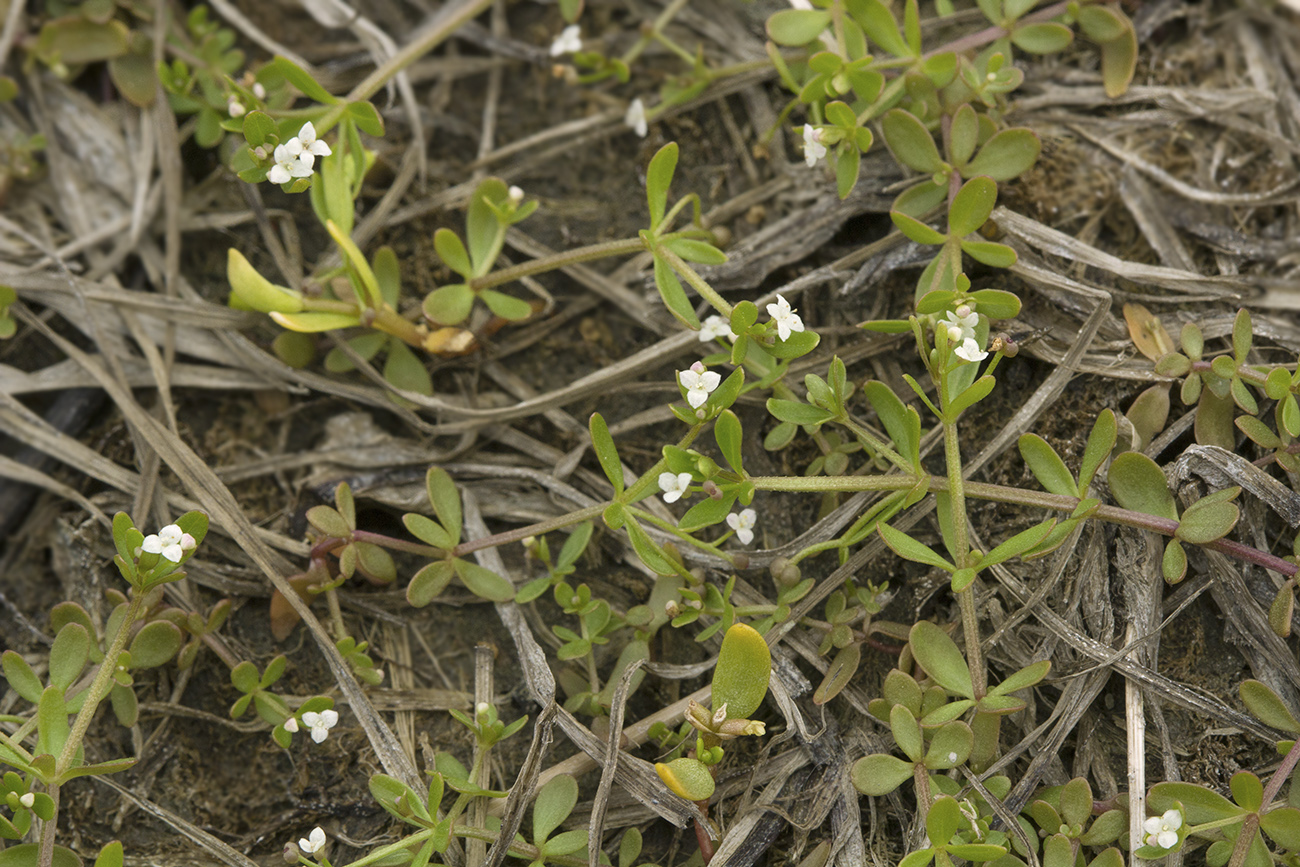 Изображение особи Galium trifidum.