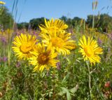 Inula britannica. Верхушки побегов с соцветиями. Краснодарский край, Абинский р-н, окр. станицы Эриванская, низкий и периодически затапливаемый берег р. Абин, пойменный луг. 09.08.2015.