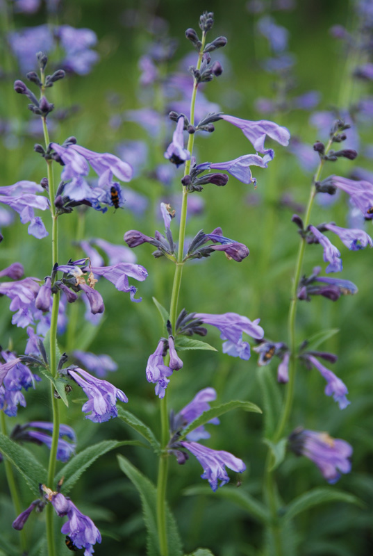 Image of Nepeta sibirica specimen.