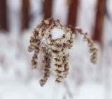 Solidago canadensis