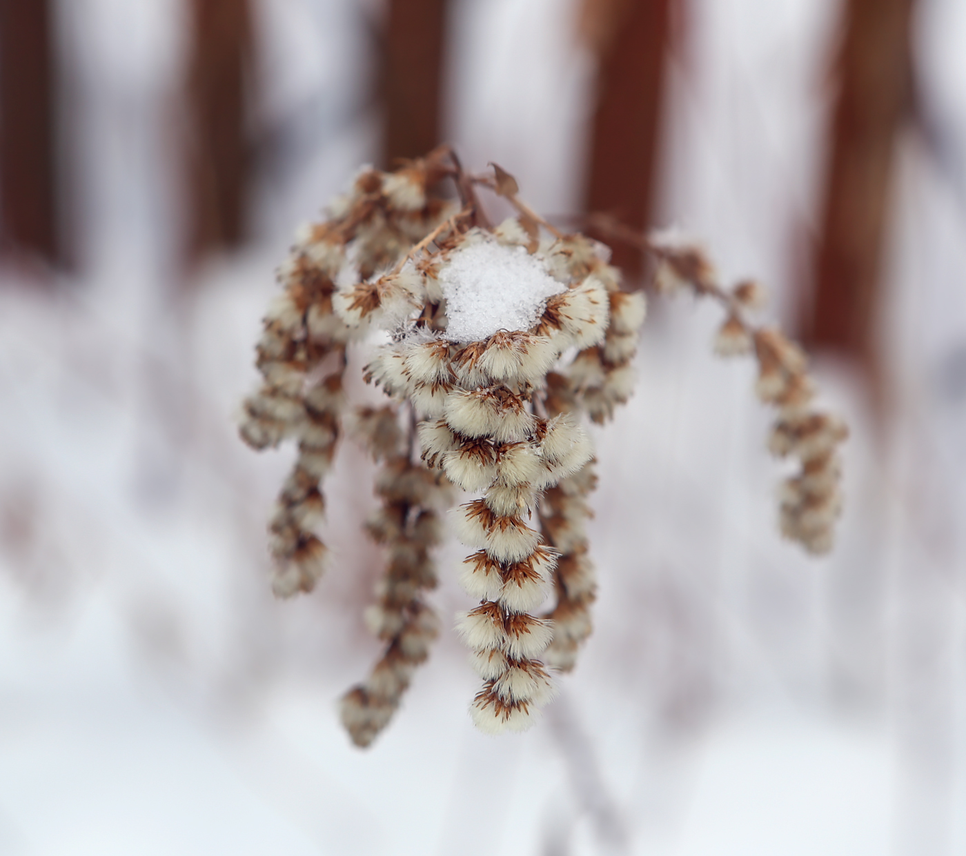 Image of Solidago canadensis specimen.