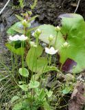 Parnassia palustris. Цветущие и плодоносящие растения. Сахалинская обл., Корсаковский р-н, побережье перед мысом Великан, подножье склона. 15.08.2019.