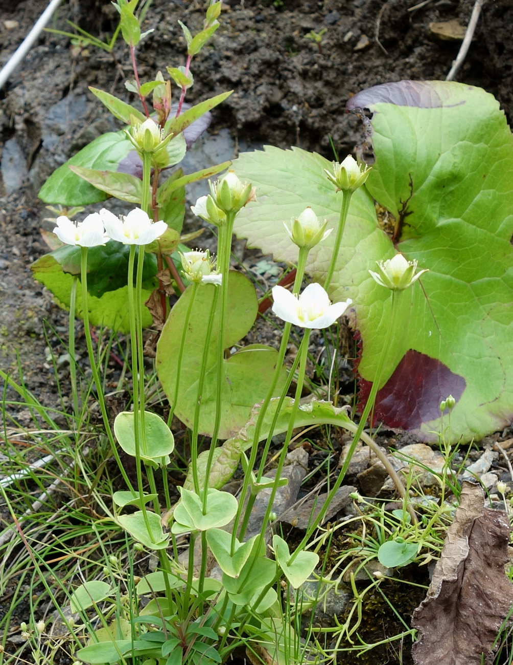 Изображение особи Parnassia palustris.