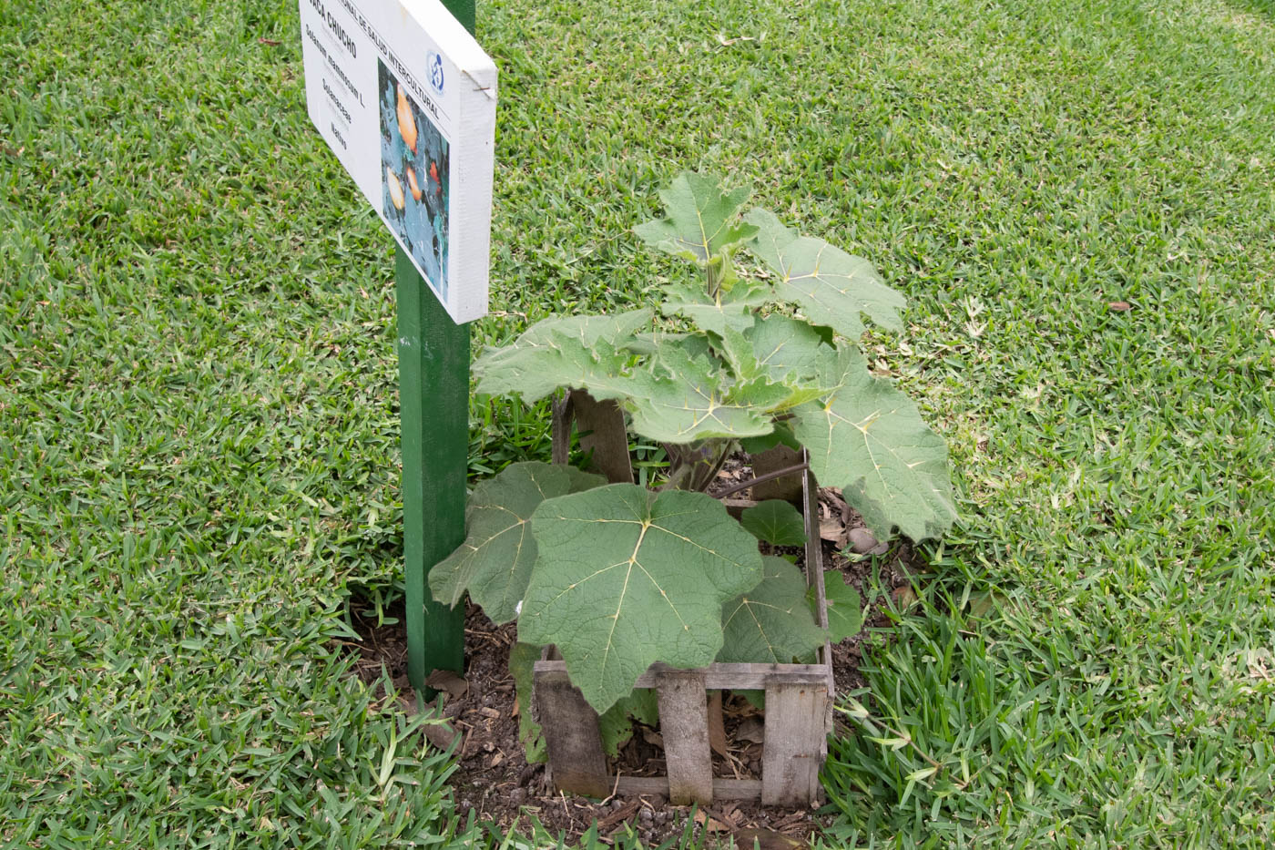 Image of Solanum mammosum specimen.