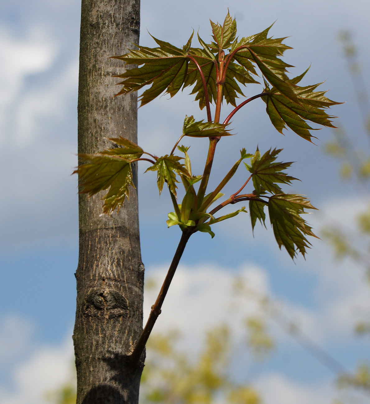 Изображение особи Acer platanoides.